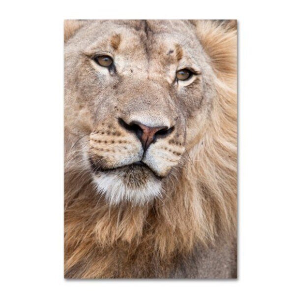 Robert Harding Picture Library 'Lion' Canvas Art, 12x19, Trademark Fine Art, Mfr#: ALI19003-C1219GG